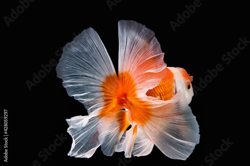 Pet yellow white gold fish with long flowery wave tail swimming in aquarium water on black background