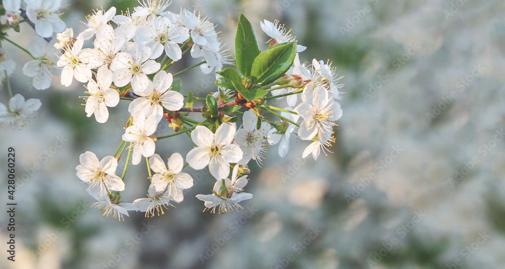 Obraz premium Крупный план красивых белых цветов на плодовом дереве на белом фоне