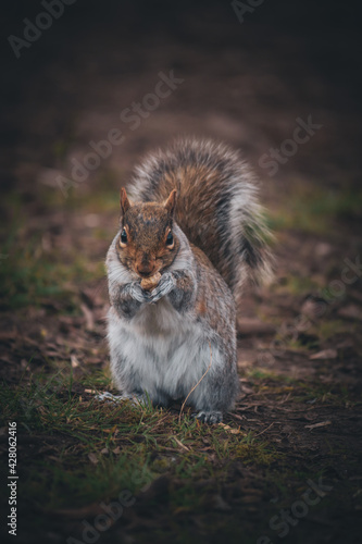 British grey squirrel in the park © Boys in Bristol
