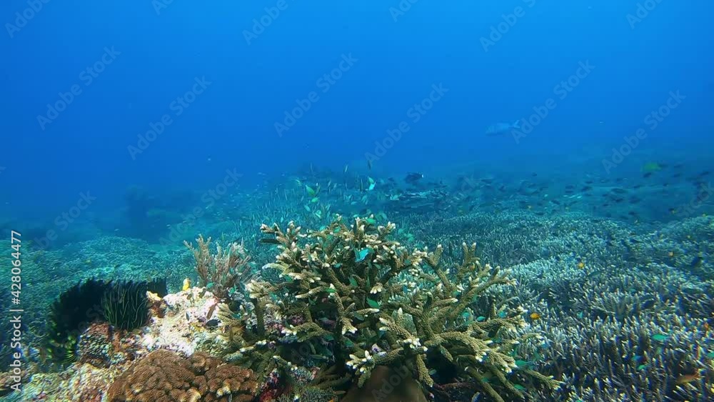 Small green tropical fish finding protection in and around hard coral Small green tropical fish finding protection in and around hard coral