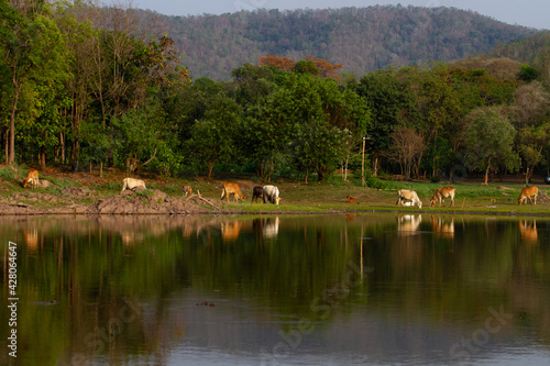 Cows along the reservoir, cattle farmers in the nature of Thailand.