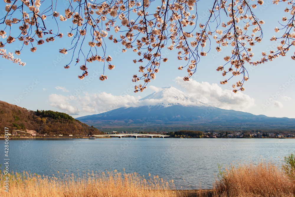 Fuji Mountain with Pink Sakura Branches in Spring at Kawaguchiko Lake, Japan