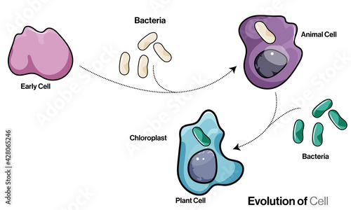 illustration of evolution of eukaryotic cell: plant cell and animal cell from bacteria.