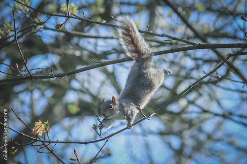 English grey squirrel 