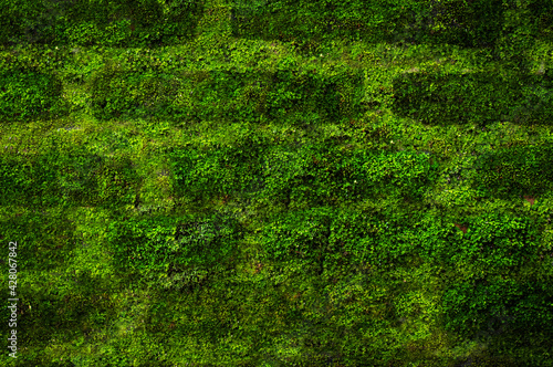 closeup or macro beautiful moss in old wall background