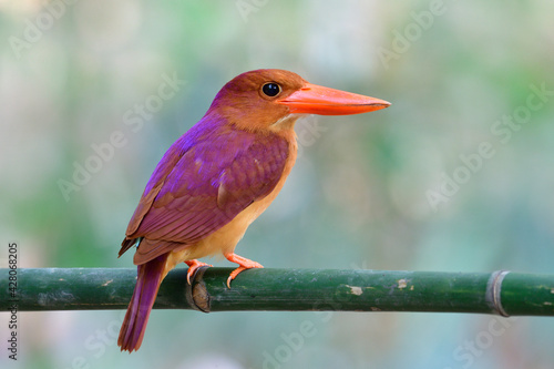  halcyon coromanda (ruddy kingfisher) perching on fresh bamboo branch expose over fine blur background photo