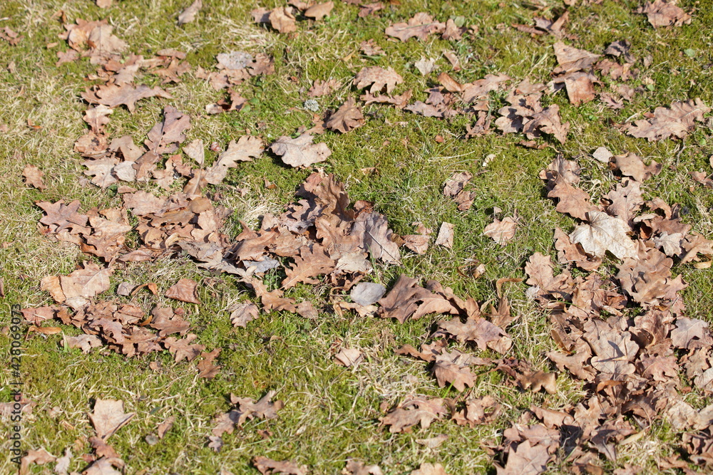 Last year's old brown foliage on young green grass at Sunny spring day background texture Last year's old brown foliage on young green grass at Sunny spring day background texture