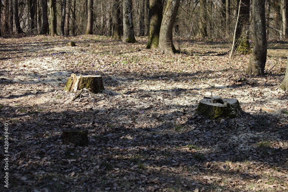Stumps of cut down trees with a rotten core in a forest clearing on a sunny spring day, prevention of forest diseases Stumps of cut down trees with a rotten core in a forest clearing on a sunny spring day, prevention of forest diseases