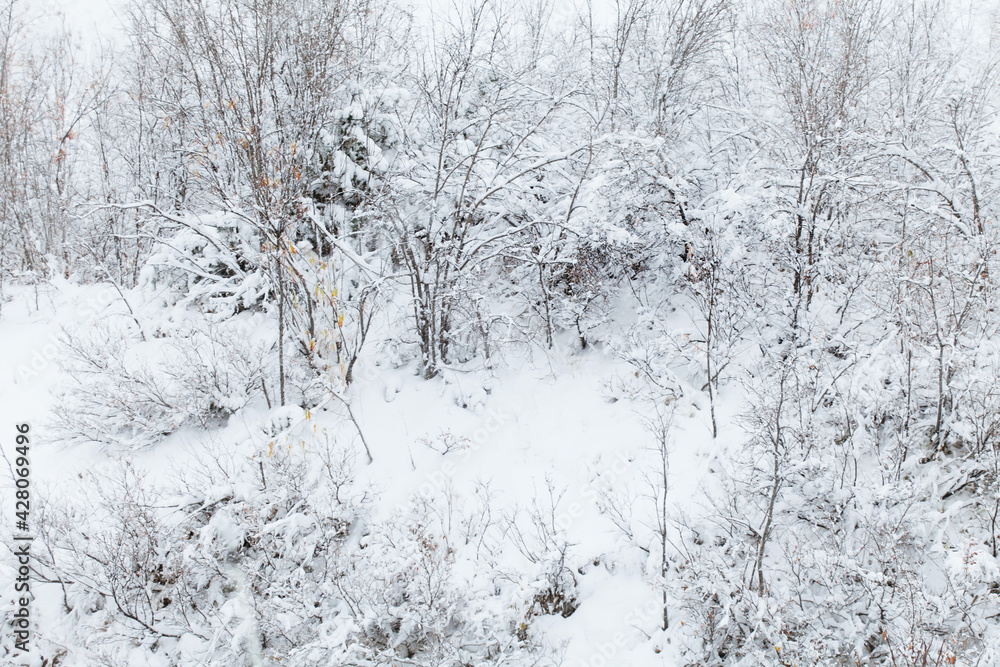 a snow covered forest with bright autumn leaves on the trees a snow covered forest with bright autumn leaves on the trees