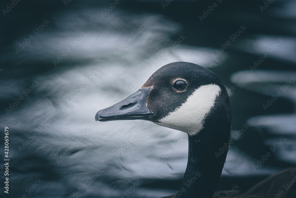 Wild canadian goose 