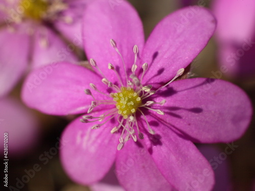 Fresh blooming pink snowdrop close up  European first wild flower on a sunny spring day