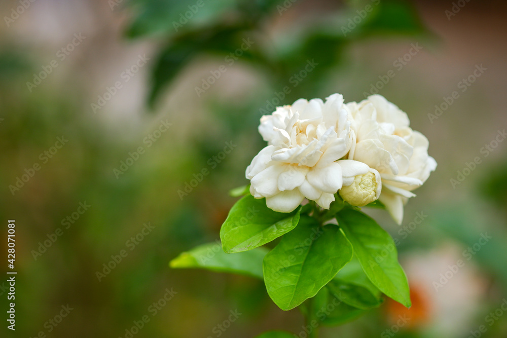 White jasmine with blurred natural background. The flower symbolizes the important day of Mother's Day in Thailand. White jasmine with blurred natural background. The flower symbolizes the important day of Mother's Day in Thailand.