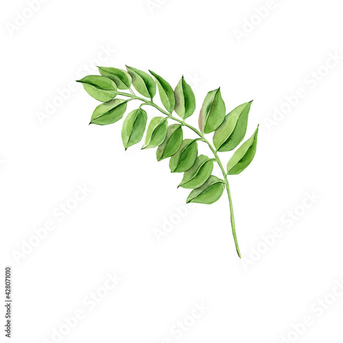 Tree branch with long green leaves. Hand-drawn twig of foliage plant.