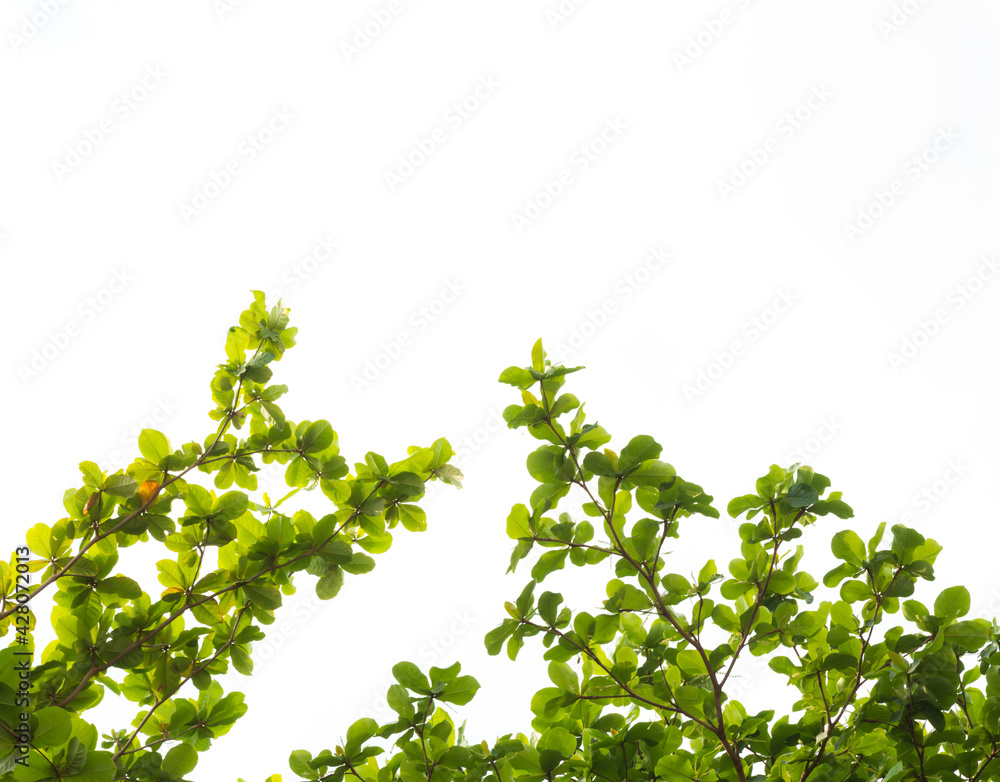Green tree leave on white in garden,selective focus. Green tree leave on white in garden,selective focus.