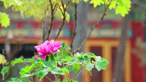 Peony blossoms in the Palace Museum in Beijing, China in spring