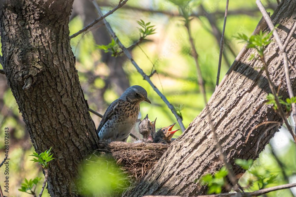 Thrush fieldfare, Turdus pilaris, in a nest with chicks Thrush fieldfare, Turdus pilaris, in a nest with chicks