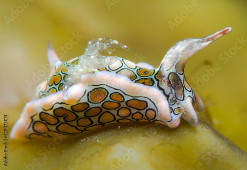 A rare tiny sea slug - Psychedelic batwing slug - Sagaminopteron psychedelicum. Its body length is only 10mm. Macro underwater world of Tulamben, Bali, Indonesia. photo