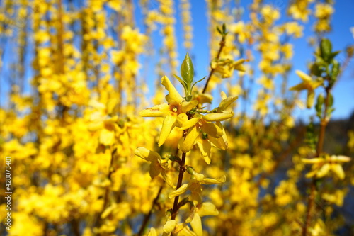 Flowering Forsythia shrub in the morning sun close up. Beautiful yellow flowers.