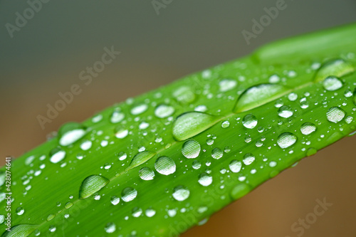 Close-up water droplets of the rain that remain on the fresh green leaves.