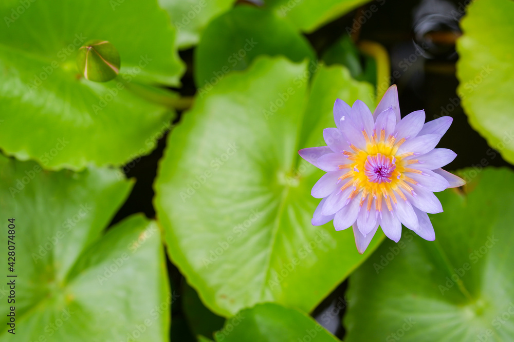 Purple lotus flower opened on a pond with yellow center and green leaf around. Purple lotus flower opened on a pond with yellow center and green leaf around.