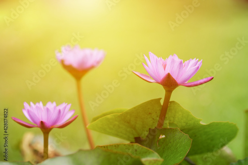 Beautiful pink lotus with blurred green background.