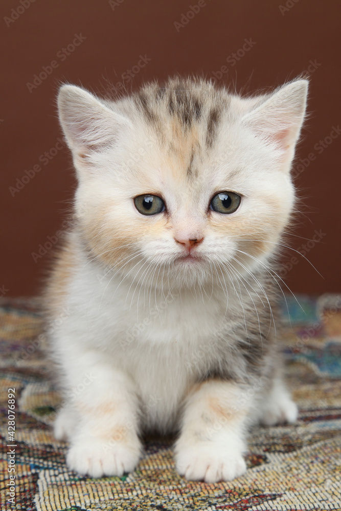 Little fluffy kitten sits and looks at the camera. Studio shooting of a cat on a brown background.
Little fluffy kitten sits and looks at the camera. Studio shooting of a cat on a brown background.