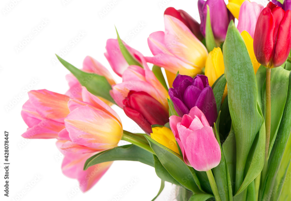 Many beautiful colorful tulips with leaves in a glass vase isolated on transparent background. Horizontal photo with fresh spring flowers for any festive design Many beautiful colorful tulips with leaves in a glass vase isolated on transparent background. Horizontal photo with fresh spring flowers for any festive design