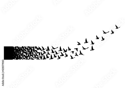 Flying birds silhouettes on white background. Vector illustration. isolated bird flying. tattoo design.