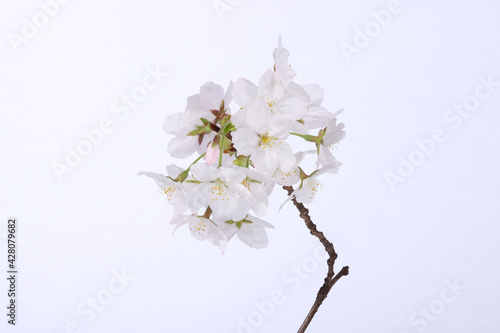 cherry blossom isolated in white background