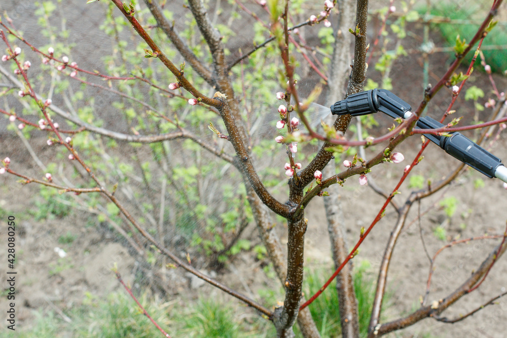 Protecting young nectarine tree from fungal disease or vermin by