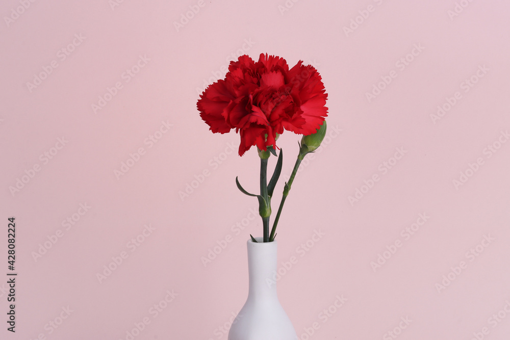 Fototapeta premium red carnation isolated in pink background