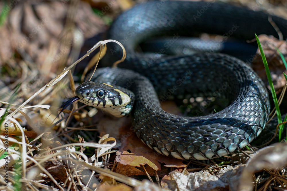 Fototapeta premium snake in the grass