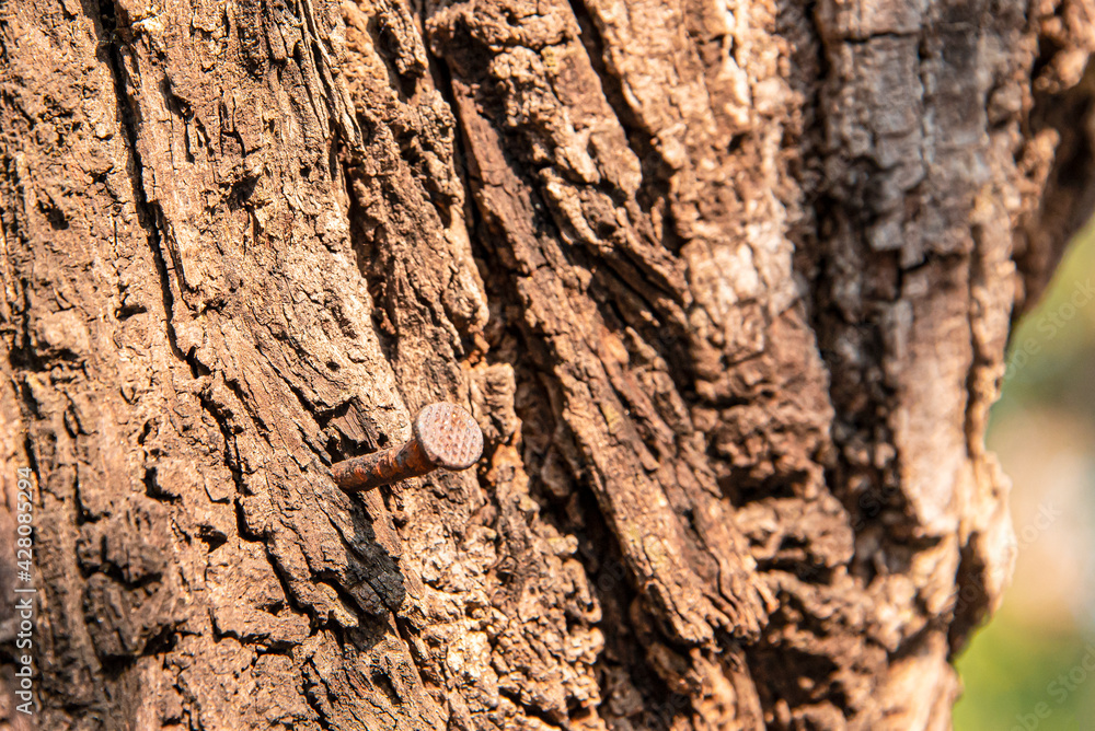 Nails that have been hammered into the tree Nails that have been hammered into the tree