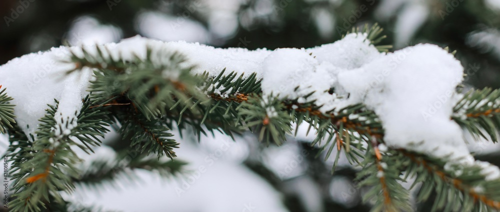 Spruce branches covered with snow. Happy New year, Merry Christmas, wintertime concept. Close up with place for text. Banner.
Spruce branches covered with snow. Happy New year, Merry Christmas, wintertime concept. Close up with place for text. Banner.
