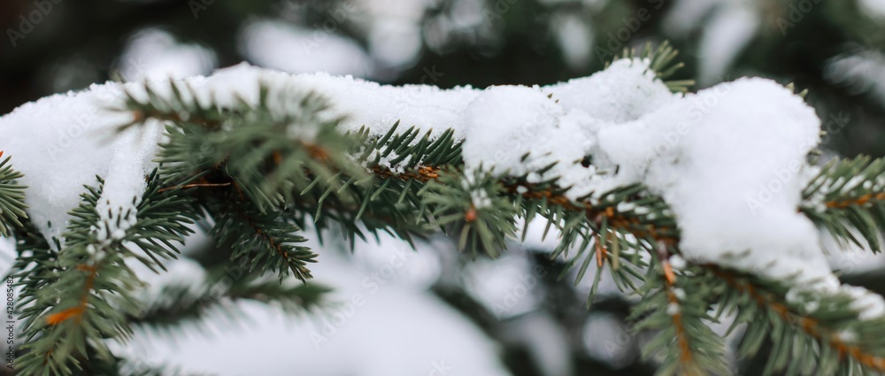 Spruce branches covered with snow. Happy New year, Merry Christmas, wintertime concept. Close up with place for text. Banner.	
