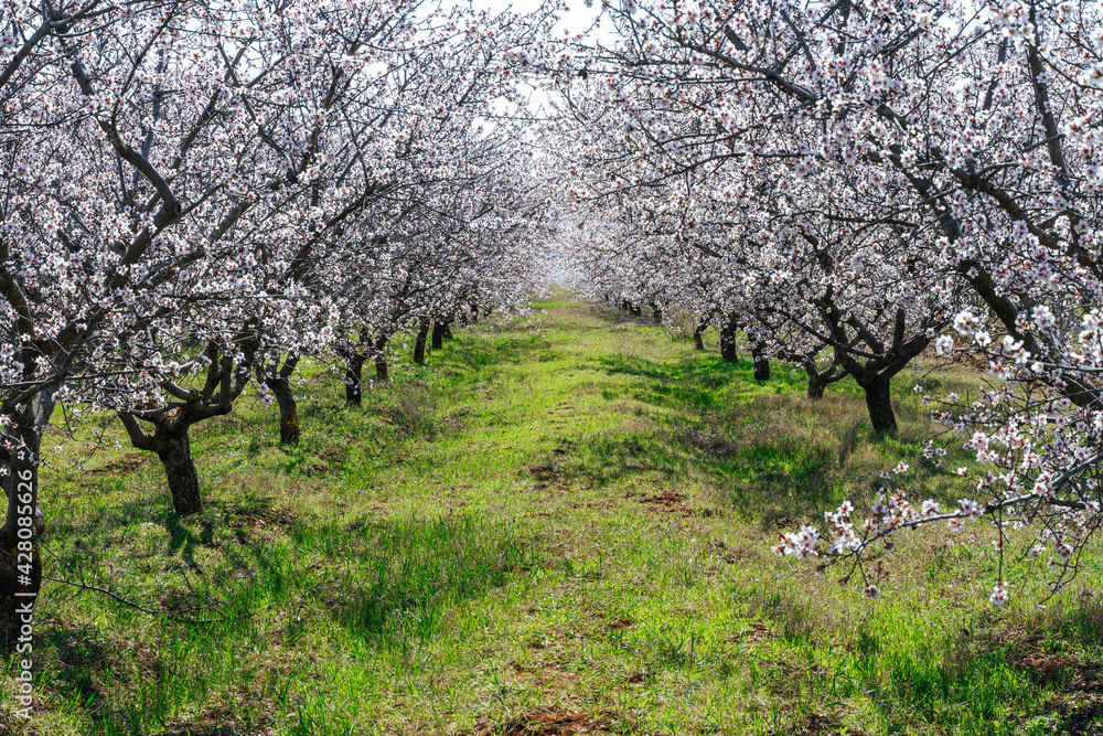 Large garden of white almond flowers, agriculture. Location for photo shoots. Large garden of white almond flowers, agriculture. Location for photo shoots.