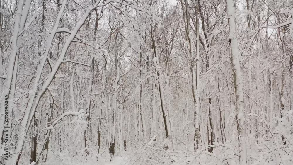 Winter landscape with snowy birch trees in the park. Winter snowy forest with trees in the snow. Winter landscape with snowy birch trees in the park. Winter snowy forest with trees in the snow.