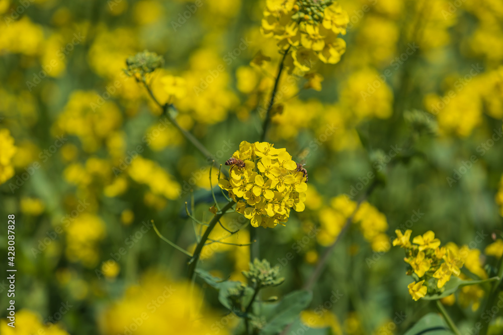 Obraz premium Spring scenery in full bloom of rape flowers