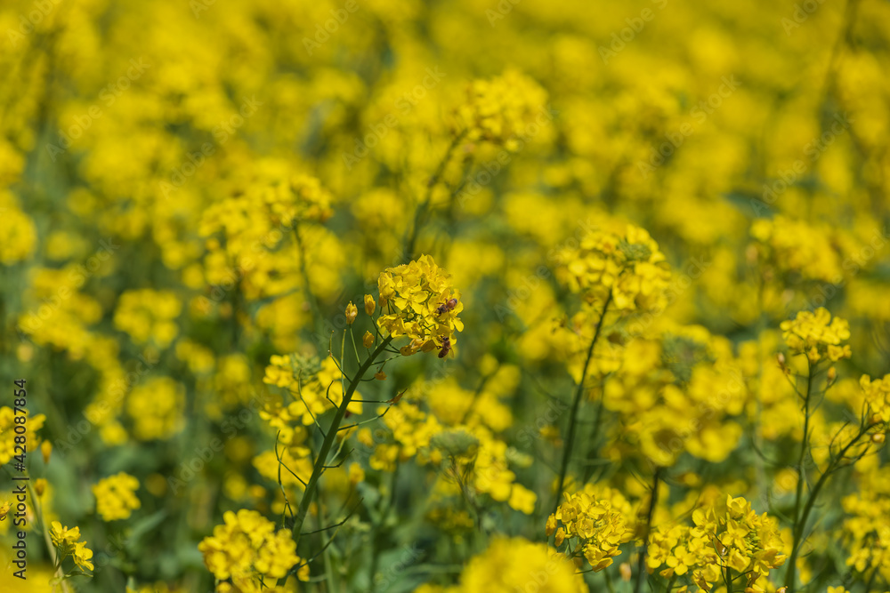 Spring scenery in full bloom of rape flowers Spring scenery in full bloom of rape flowers
