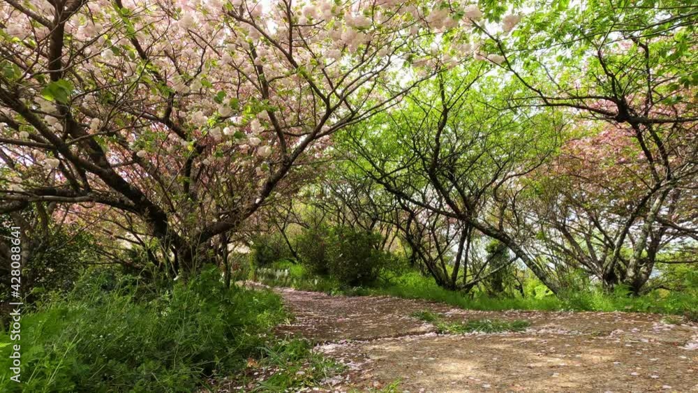 桜と新緑が綺麗な登山道 桜と新緑が綺麗な登山道