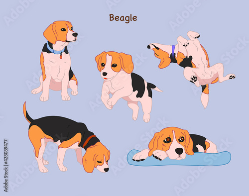 Various poses of the cute beagle. hand drawn style vector design illustrations. 