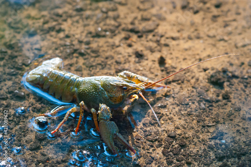 Crayfish on the river bank.