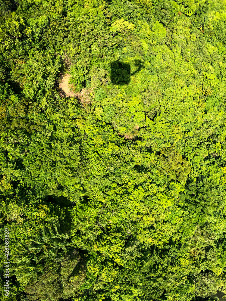 green moss background green moss background