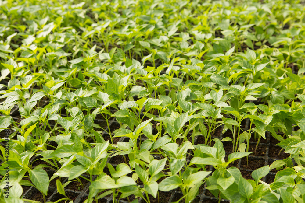 many young shoots of sweet pepper in cells, growing early vegetables in greenhouses many young shoots of sweet pepper in cells, growing early vegetables in greenhouses