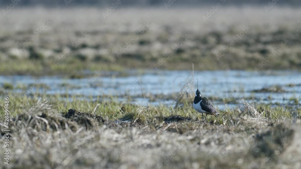 Lapwing standing near flooded meadow puddle in early spring golden hour light Lapwing standing near flooded meadow puddle in early spring golden hour light