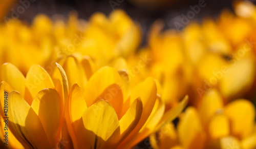 Spring in the garden. Blooming yellow crocus flowers on sunny day. © OLAYOLA