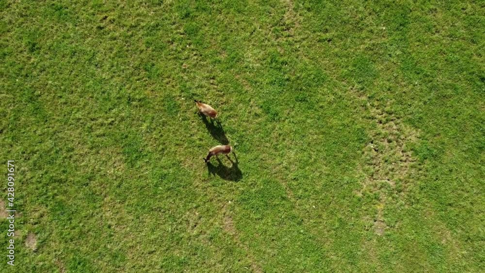 Birdseye view and following grazing deers Birdseye view and following grazing deers