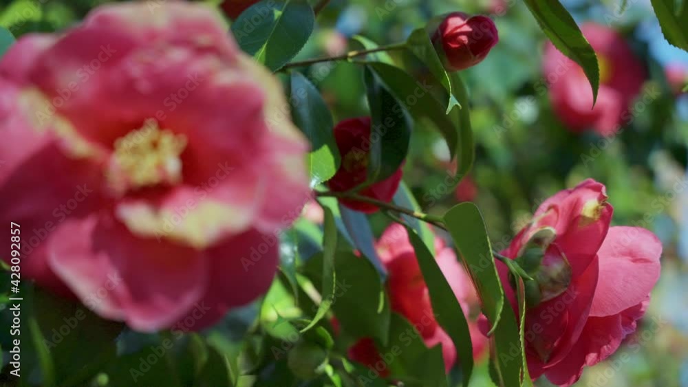 The hybrid flowering quince produces scarlet flowers in the spring The hybrid flowering quince produces scarlet flowers in the spring