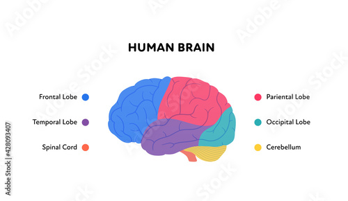 Human organ collection. Vector flat modern anatomical icon color illustration. Brain structure diagram with text. Health care neurology medical sign. Design element.