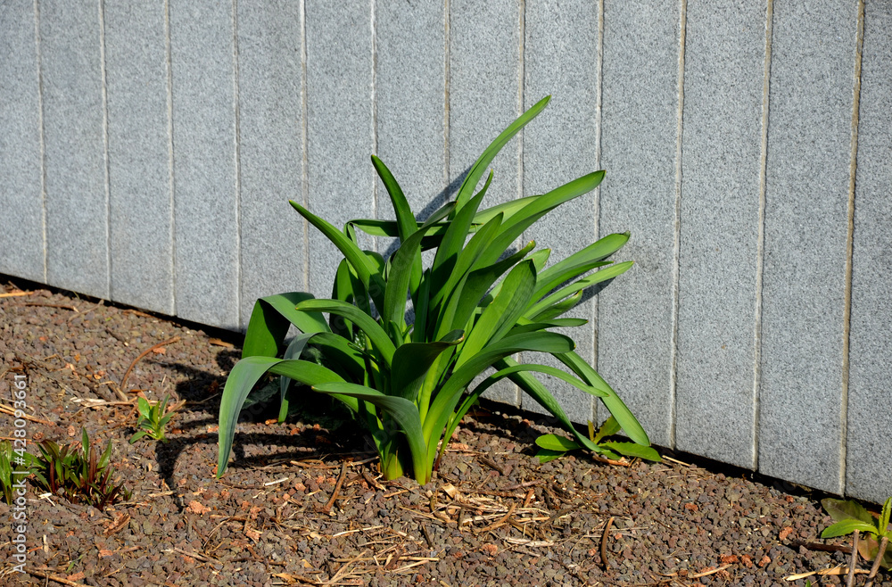 Exotic-looking tubers of tall flowers of prairie origin grow in the flowerbed. cosmic-looking sprouting buds and giant garlic  leaves grow out of the ground. granite wall, and curbs in sunny March - obrazy, fototapety, plakaty 